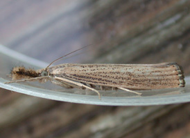 Vagabond Crambus